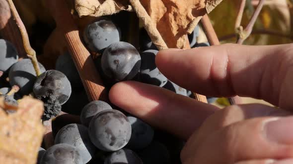 Picking berrie from purple cluster of grapevines slow motion video alt