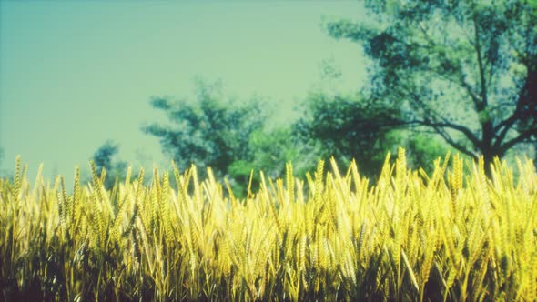 Scene of Sunset or Sunrise on the Field with Young Rye or Wheat in the Summer alt