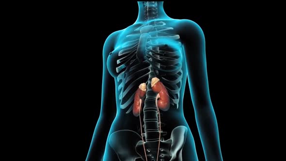 human anatomy showing kidney organ alt