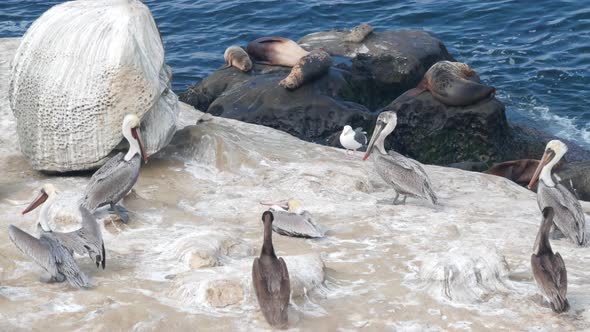 Pelican Flock Colony of Bird Seal or Sea Lion Rock By Ocean Water California