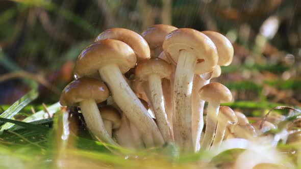 Armillaria Mushrooms of Honey Agaric In a Sunny Forest in the Rain. alt