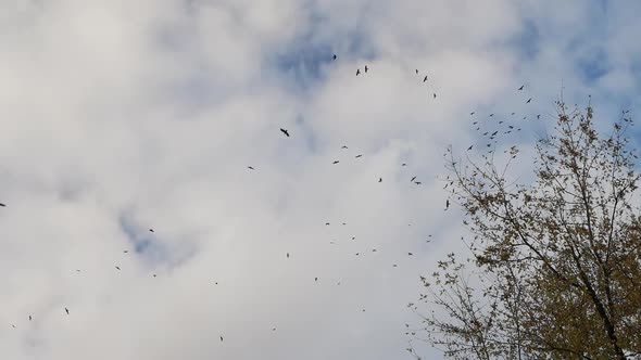 Soft Focus Crows Circling In The Sky, Flock Of Birds In The Sky., Stock ...