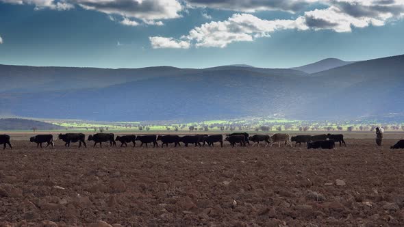 Cows and Shepherd Walking Through Field on a Flat Plain Surrounded by Forested Hills alt