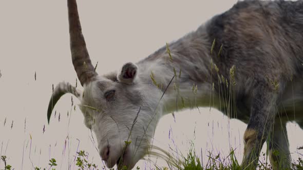 Goat on the roof grazing . alt