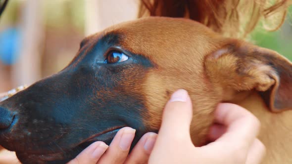 Women petting Malinois Belgian Shepherd dog, Close Up on face alt