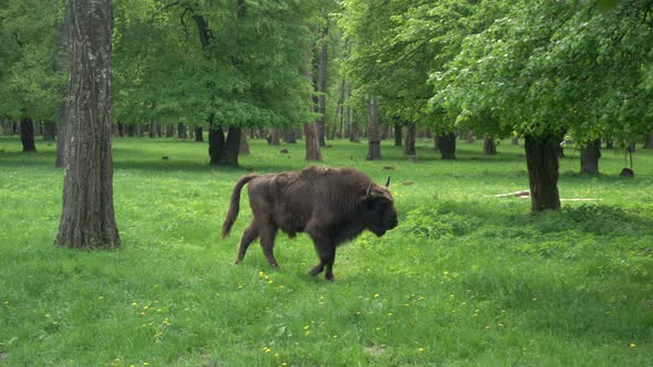 Bison Graze on a Pasture in the Wild Food Reserve in Europe alt
