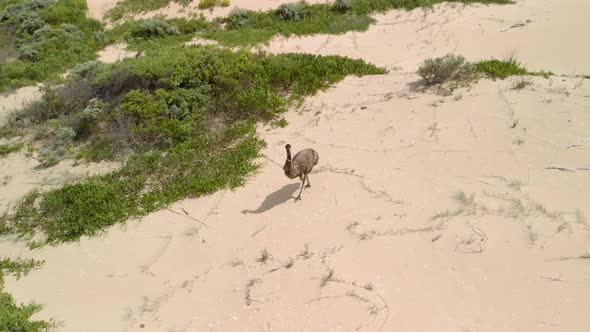 Aerial crane type shot of a large emu walking through the sand in the Australian wilderness. alt