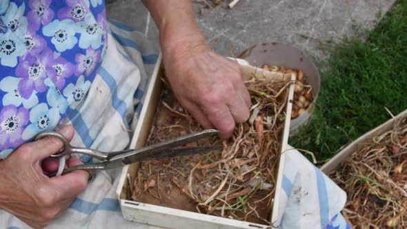 Senior Woman Hands Take and Cut Tiny Onion for Kitchen Garden Seedlings