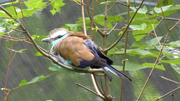 racket tailed roller bird ,close up
