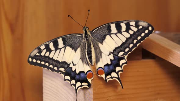 Papilio machaon, the Old World swallowtail butterfly spreading its wings sitting alt