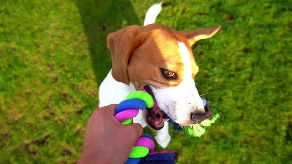 POV Playing with Funny Beagle, Tug Rope Toy, Slow Motion Shot. Doggy Hold Strong Other Side By Chews