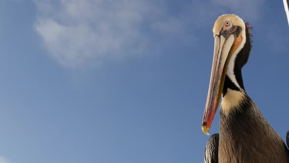 Wild Brown Pelican on Pier California Ocean Beach USA