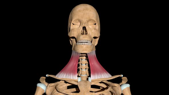 Platysma Muscles On Skeleton, Motion Graphics | VideoHive