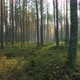 Forest at Sunrise - VideoHive Item for Sale