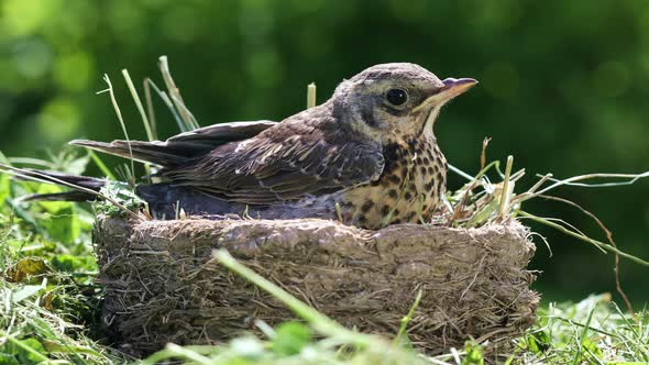 Nestling Thrush Fieldfare Sitting in a Nest on a Sunny Summer Day