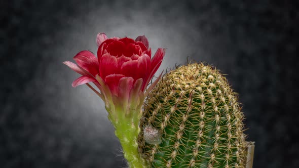 Red Lobivia Flower Timelapse of Blooming Cactus Opening