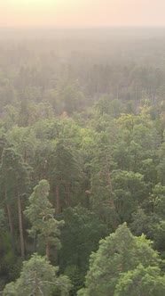 Green Forest on a Summer Day alt