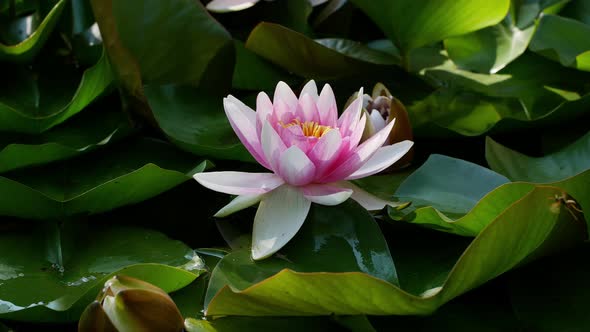 Woman is touching a lotus in the pond. A woman holds a lotus in her hands. Big beautiful pink flower