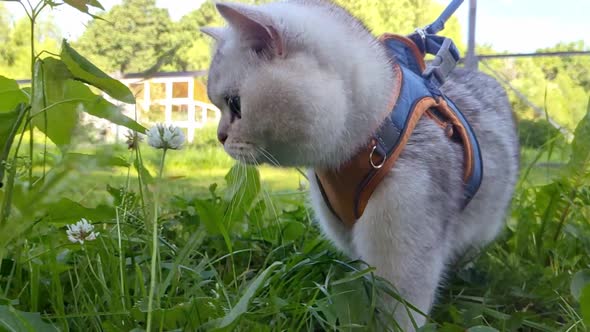 a White Cat Walks in an Orange Harness on the Grass with White Clover Flowers in Summer