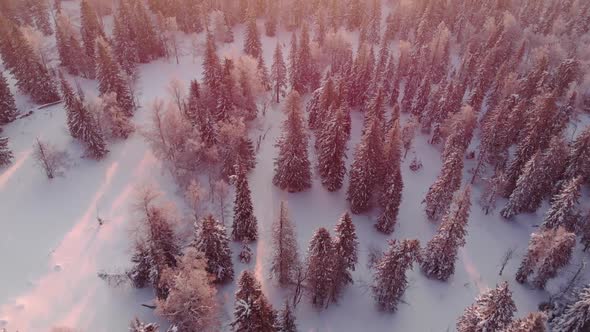 Flying Over Forest Snow Winter Landscape Trees Sunset alt
