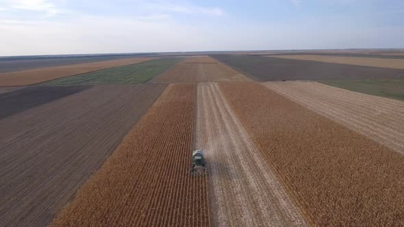 Corn Harvest In Late Summer alt
