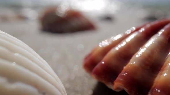 Close Up Footage of Sea Shell on Beach alt