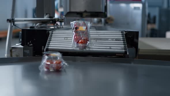 Tomato Plastic Packs Moving at Technological Conveyor Belt Machine Close Up alt