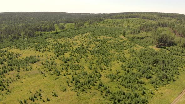 Evergreen pine trees and dense forests surround green meadows covering hills