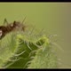 Ant Climbing Leaf 01 - VideoHive Item for Sale