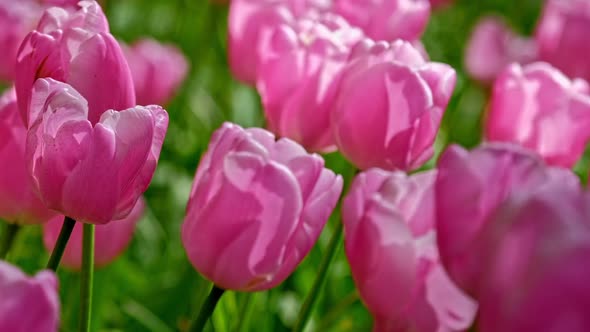 Blooming Tulips in Flower Garden alt