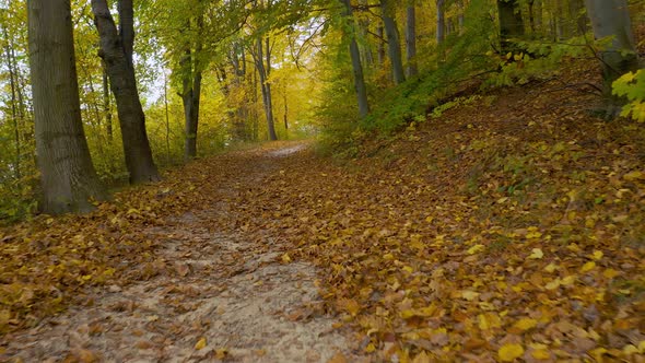 Flying Along the Path in the Autumn Forest alt