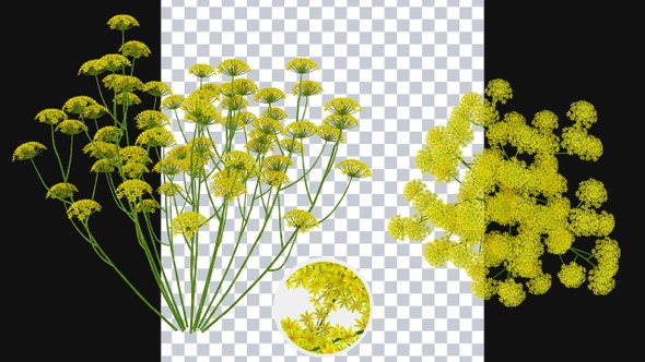 Growing Archillea Flowers alt