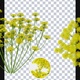 Growing Archillea Flowers