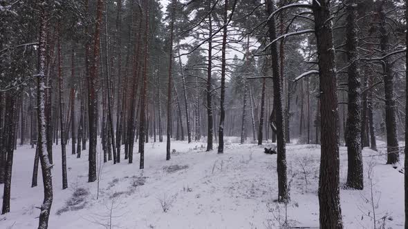The Wood in Winter Period