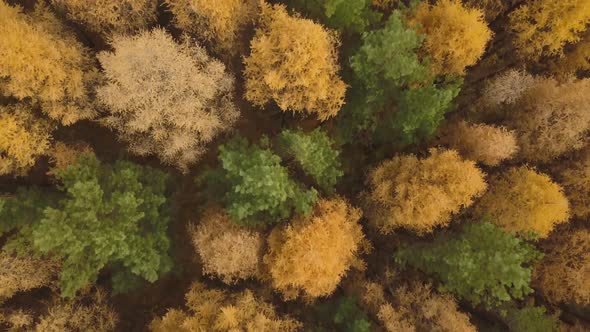 Aerial Footage of Colorful Forest in Autumn Season, Yellow and Green Trees