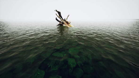 Isolated Dead Tree in the Water on the Beach in Black and White Loneliness alt
