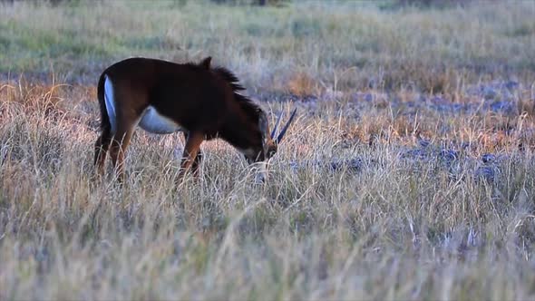 Juvenile Sable Antelope feeds on grass on the dry Botswana savanna alt