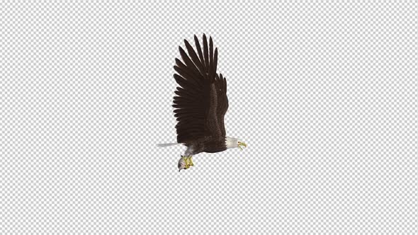 Bald Eagle with Salmon Fish - 4K Flying Loop - Side View