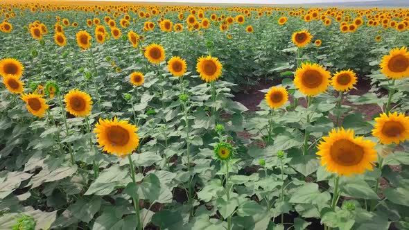 aerial photography of a drone flying over sunflower fields, low at close range, alt
