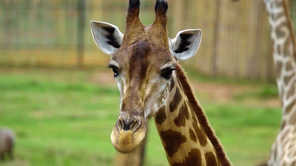 Close-up of giraffe resting in nature