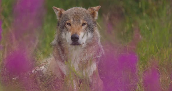 Closeup of a Large Adult Male Grey Wolf Looking for Prey in a Grass Meadow