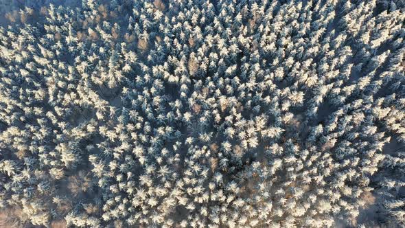 Drone Shot Frozen Snowy Forest at Sunny Winter Day