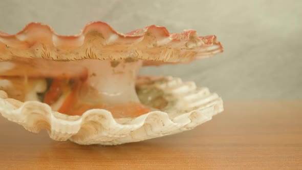Live Mollusk with Opened Shell Lying on Wooden Table alt