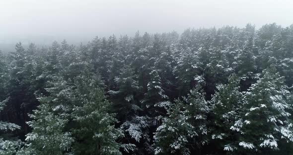 Top view of the snow-covered tops of the trees alt