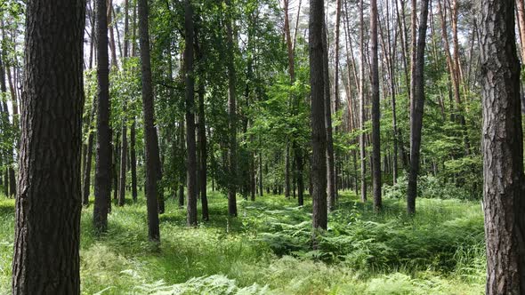Beautiful Green Forest on a Summer Day Slow Motion alt