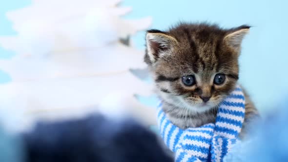 Kitten and winter.Kitten in  scarf.Winter clothes for cats. alt