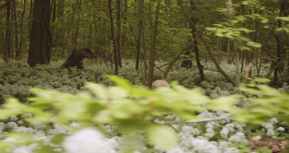 Adorable Toddler Running in Woods with White That He Picked From the Forest alt