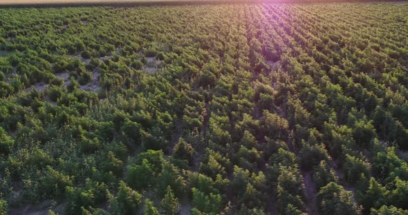 Thousands of large hemp plants getting ready for harvest in this 4k drone shot. alt
