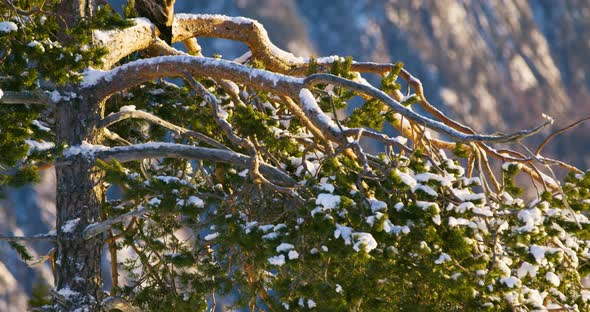 Golden Eagle Sits in Tree at the Top of the High Mountains at Winter