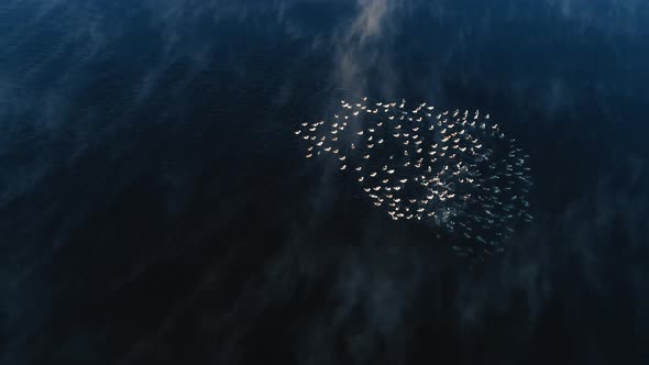 Flying Over Steamy Lake with Ducks Swimming and Diving Underwater, Aerial Shot of Wildlife